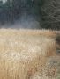 IMG-20170330-WA0016