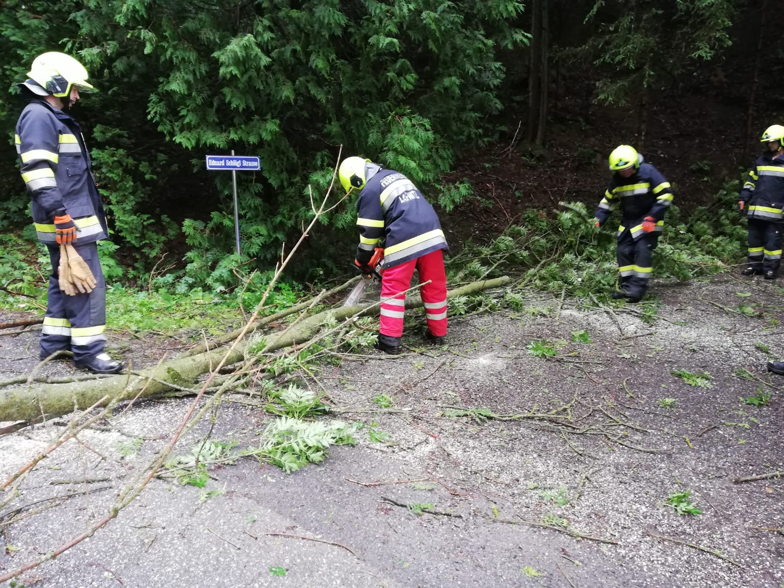 Baum über Straße