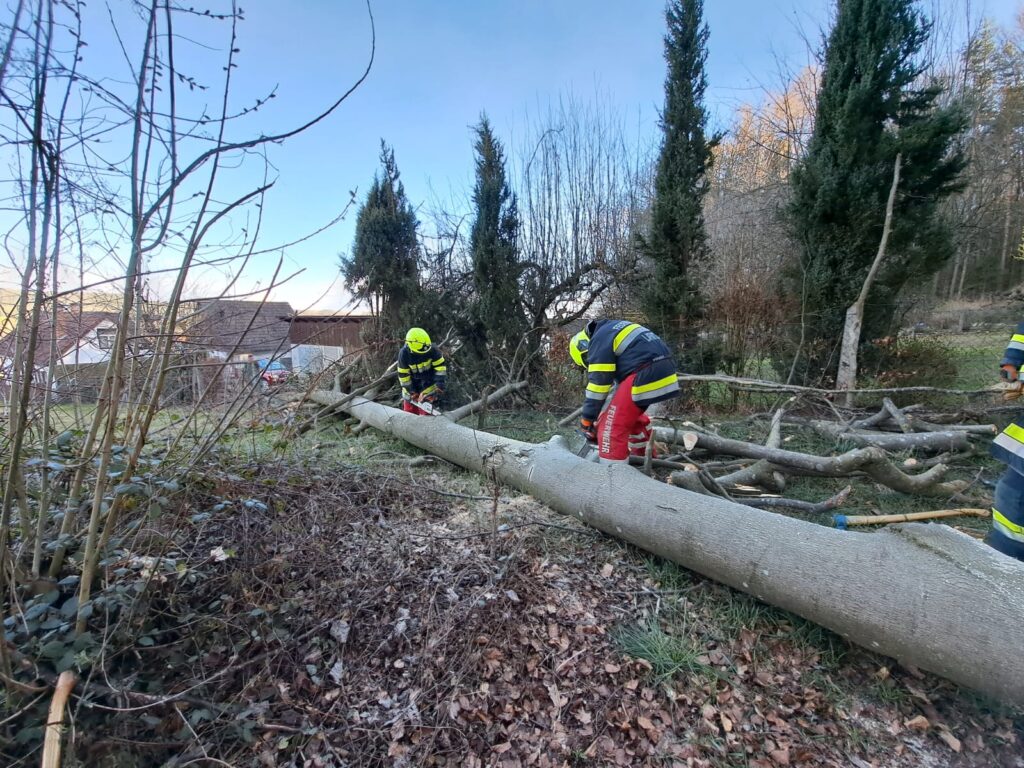 Baum über Straße