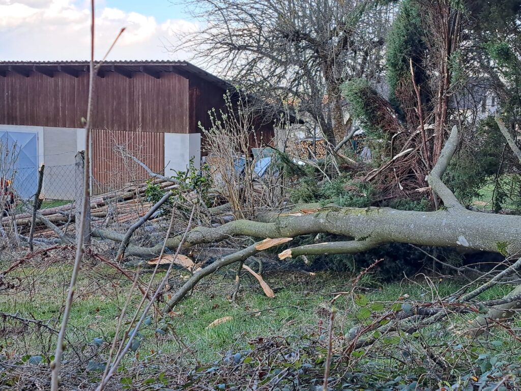 Baum über Straße