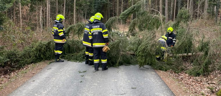 Einsatz: Baum über Straße