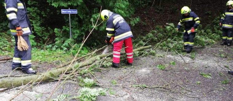 Einsatz: Baum über Straße