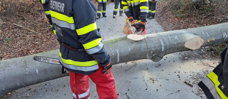 Einsatz: Baum über Straße